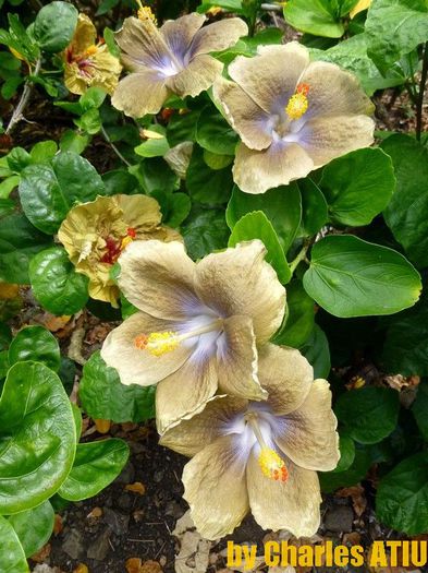 2222 - Seminte HIBISCUS TROPICAL de MOOREA noiembrie 2014