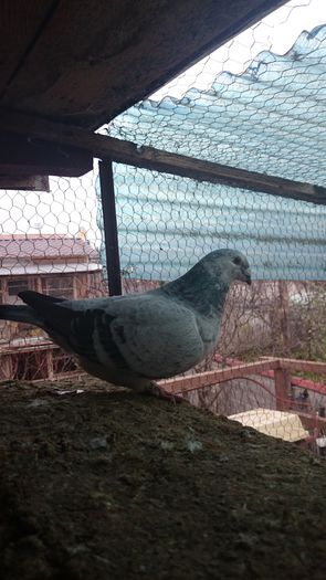 DSC_0590 - B DE VANZARE