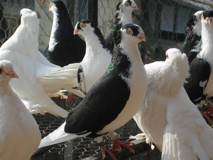 MASCUL GALATEAN MOTAT