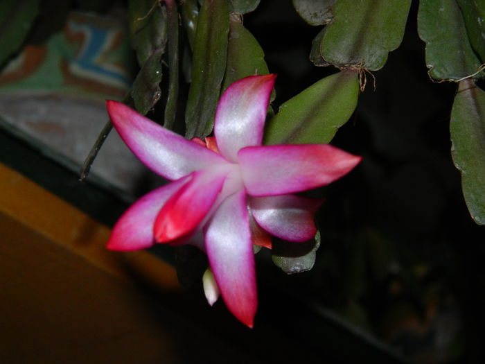 DSCN4638 - NOIEMBRIE_3_2014