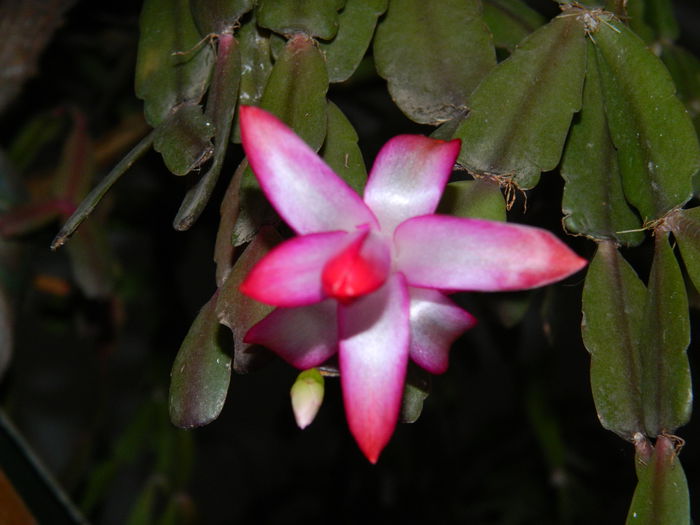 DSCN4641 - NOIEMBRIE_3_2014