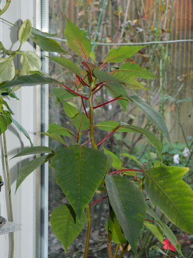 DSCN4648 - NOIEMBRIE_3_2014