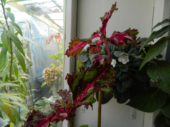 DSCN4649 - NOIEMBRIE_3_2014