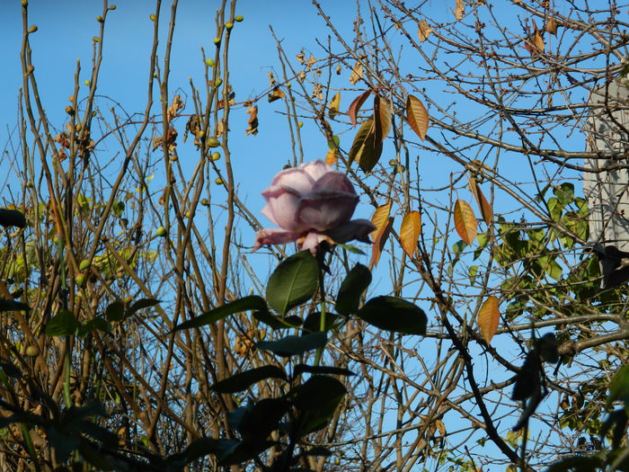 DSCN4650 - NOIEMBRIE_3_2014