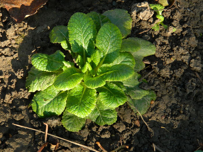 DSCN4651 - NOIEMBRIE_3_2014