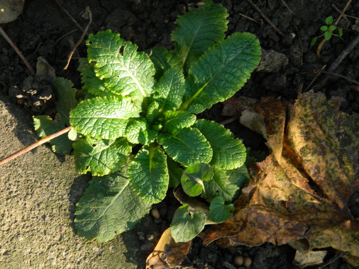 DSCN4652 - NOIEMBRIE_3_2014