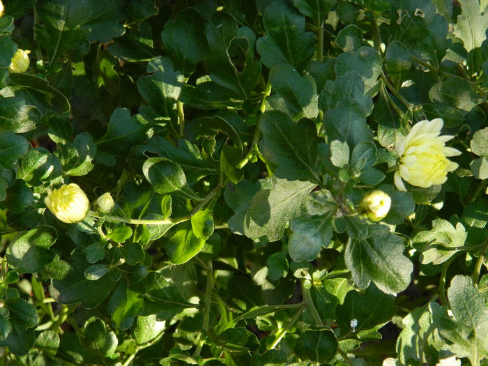 DSCN4659 - NOIEMBRIE_3_2014