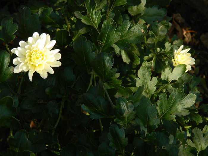 DSCN4660 - NOIEMBRIE_3_2014