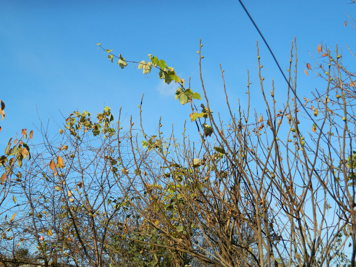 DSCN4662 - NOIEMBRIE_3_2014