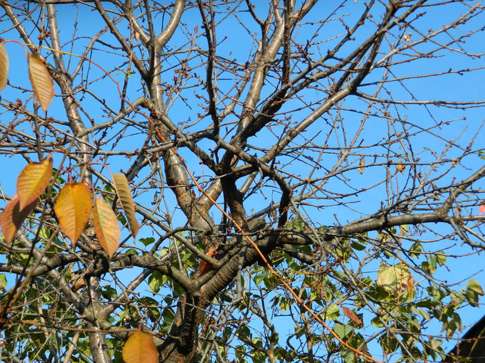 DSCN4665 - NOIEMBRIE_3_2014