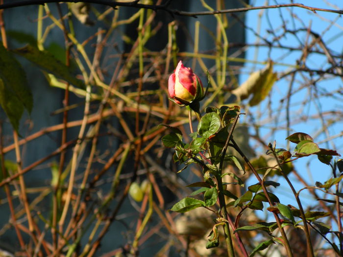 DSCN4668 - NOIEMBRIE_3_2014