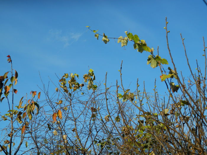 DSCN4671 - NOIEMBRIE_3_2014