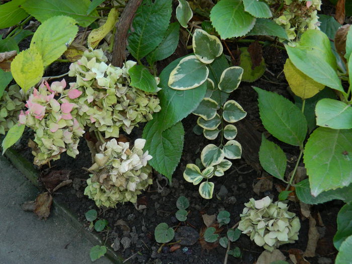 DSCN4672 - NOIEMBRIE_3_2014