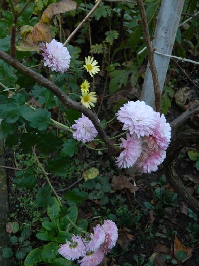 DSCN4677 - NOIEMBRIE_3_2014