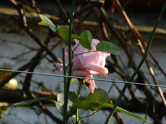 DSCN4686 - NOIEMBRIE_3_2014