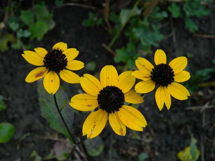 DSCN4690 - NOIEMBRIE_3_2014