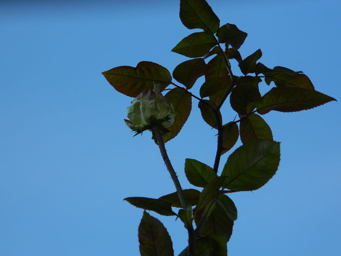 DSCN4696 - NOIEMBRIE_3_2014