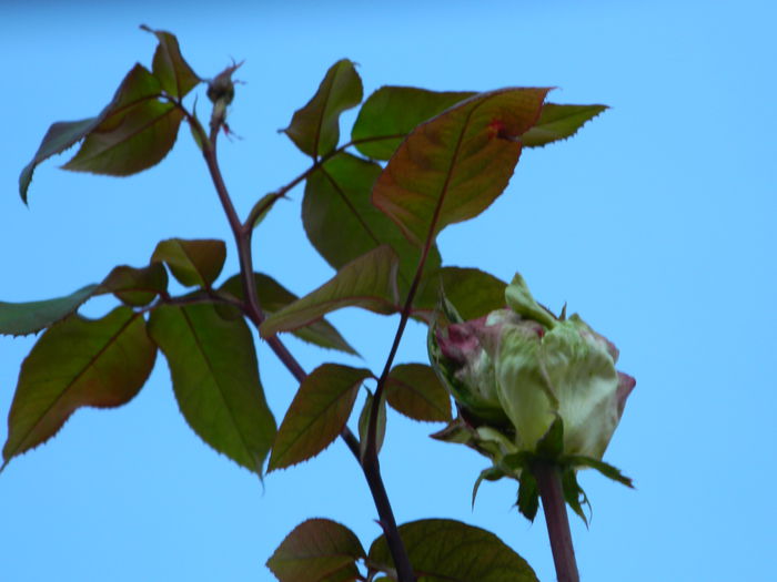 DSCN4699 - NOIEMBRIE_3_2014