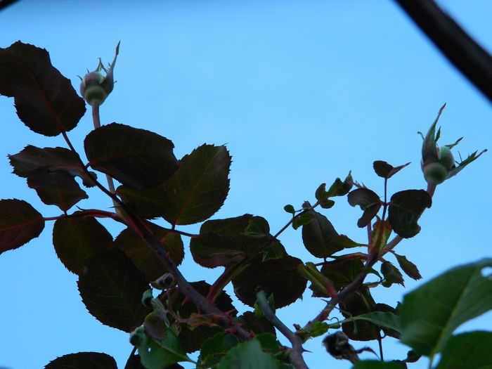 DSCN4702 - NOIEMBRIE_3_2014