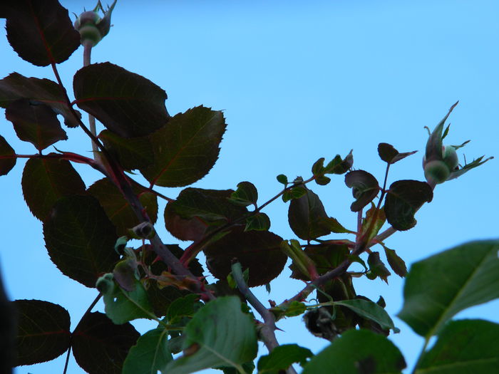 DSCN4703 - NOIEMBRIE_3_2014