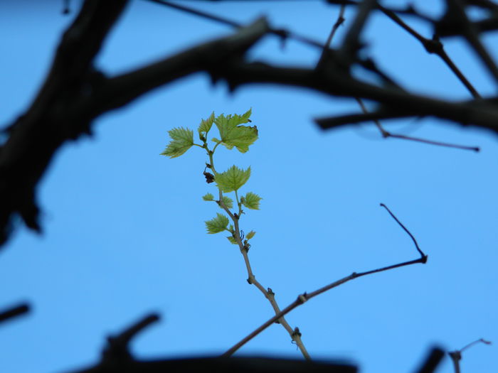 DSCN4704 - NOIEMBRIE_3_2014