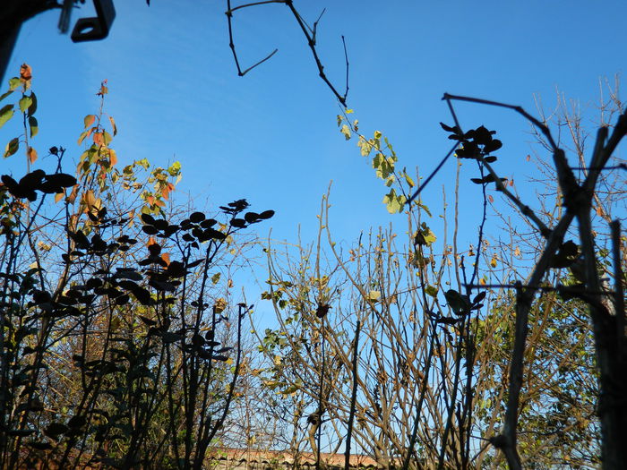 DSCN4707 - NOIEMBRIE_3_2014