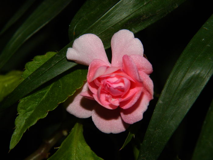 DSCN4713 - NOIEMBRIE_3_2014