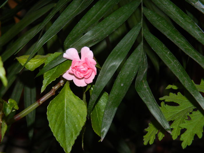 DSCN4714 - NOIEMBRIE_3_2014