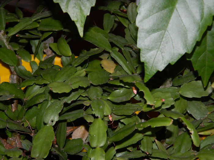 DSCN4717 - NOIEMBRIE_3_2014