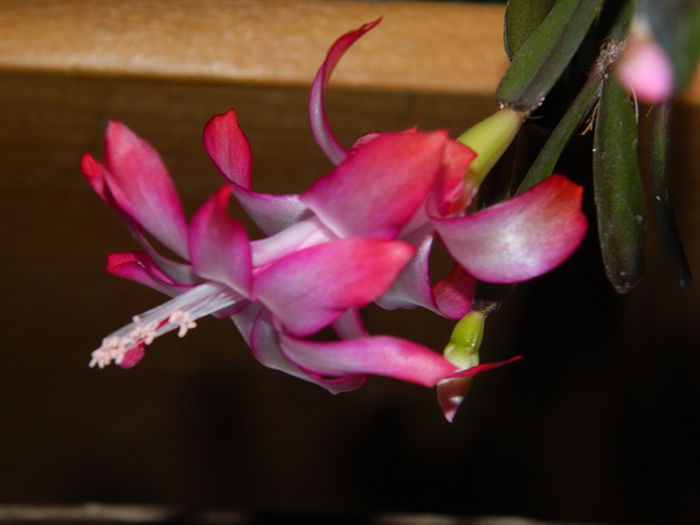 DSCN4722 - NOIEMBRIE_3_2014