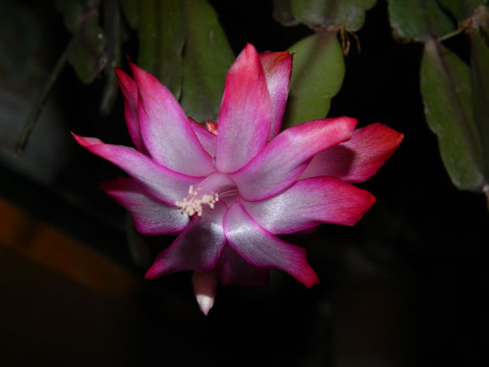 DSCN4723 - NOIEMBRIE_3_2014