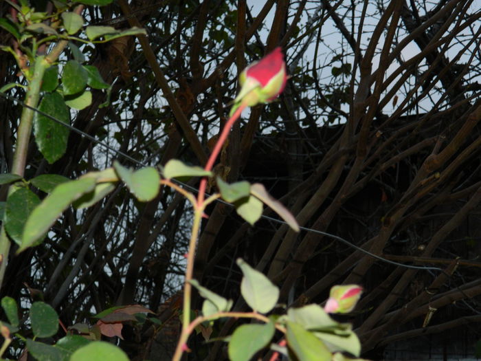 DSCN4744 - NOIEMBRIE_3_2014