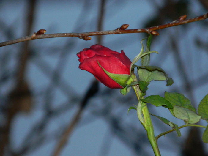 DSCN4745 - NOIEMBRIE_3_2014