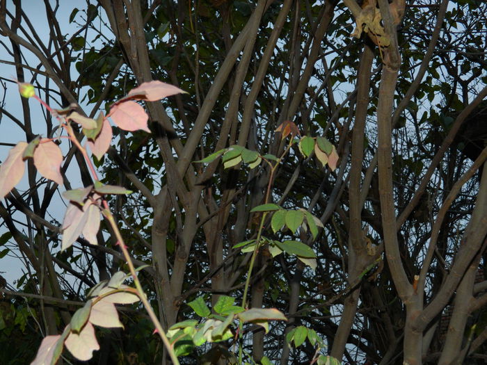 DSCN4760 - NOIEMBRIE_3_2014