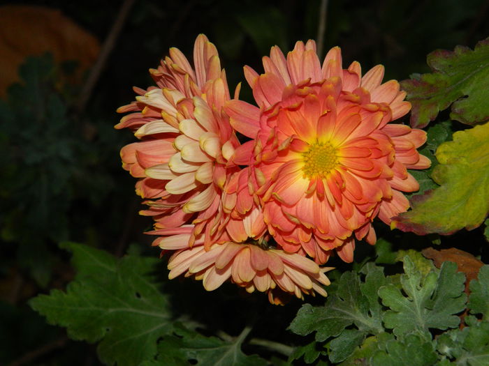 DSCN4764 - NOIEMBRIE_3_2014