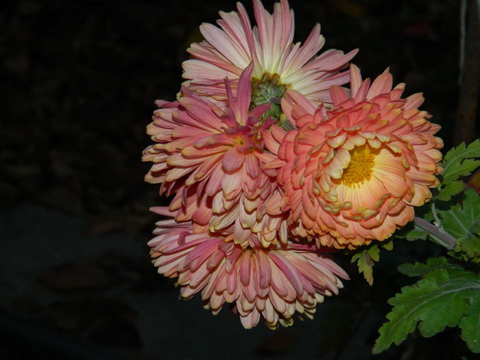 DSCN4765 - NOIEMBRIE_3_2014