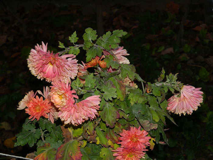 DSCN4766 - NOIEMBRIE_3_2014