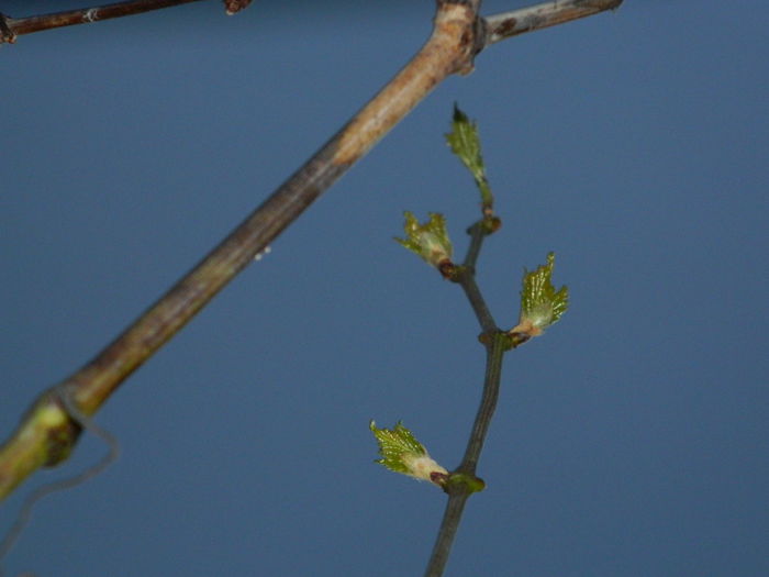 DSCN4775 - NOIEMBRIE_3_2014