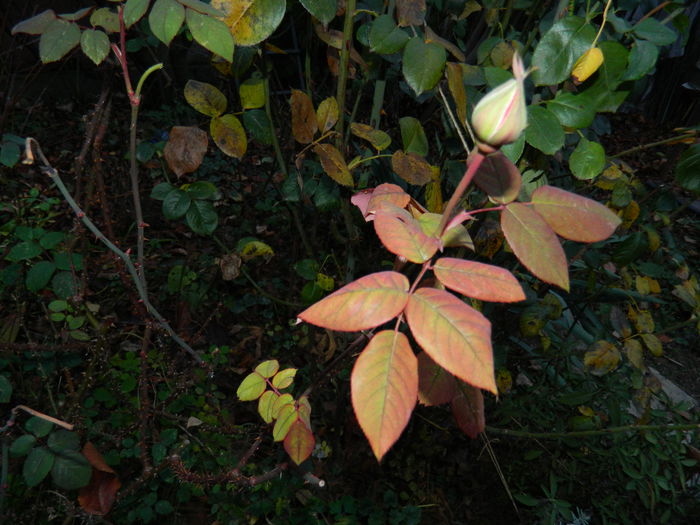 DSCN4784 - NOIEMBRIE_3_2014