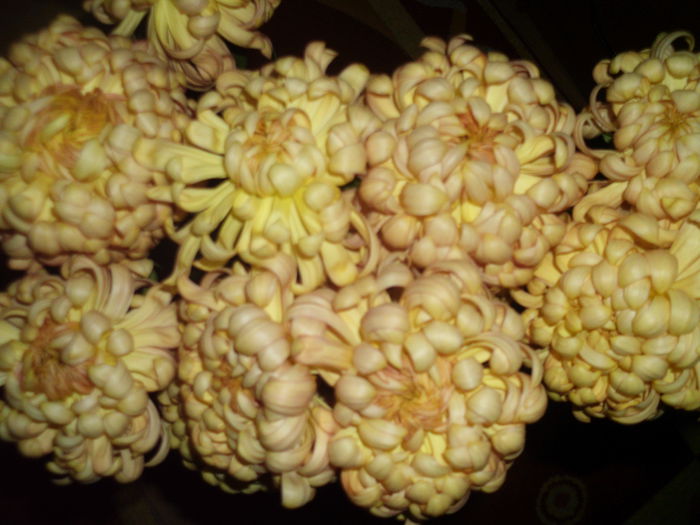HPIM2355 - Crizanteme