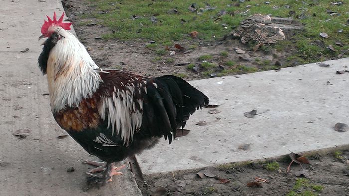 2014 - FAVEROLLES SOMON