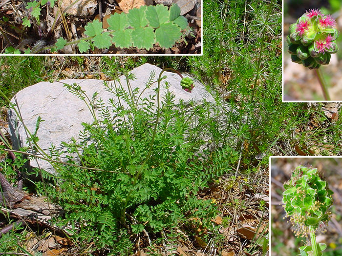 Sorbestrea-Sanguisorba minor...
