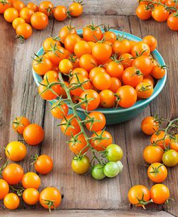 Tomate cherry Sungold F1.