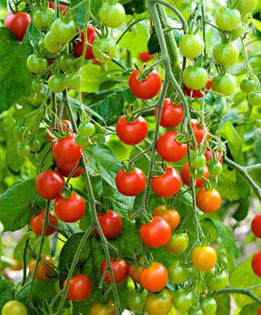 Tomate cherry Supersweet 100 F1..