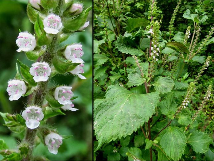 Perilla frutescens Green-Shiso green.