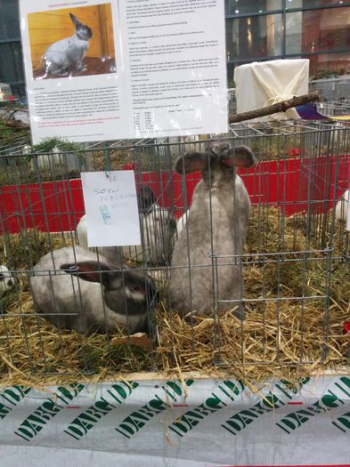 IMG_20141128_183147 - prezentare iepuri secui la expozitia nationala