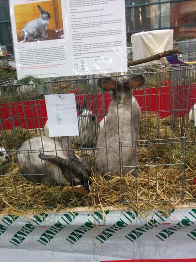 IMG_20141128_183149 - prezentare iepuri secui la expozitia nationala
