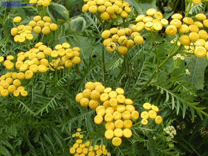 Vetrice-Tanacetum-vulgare, - De vanzare seminte -legume-mirodenii-flori-arbori