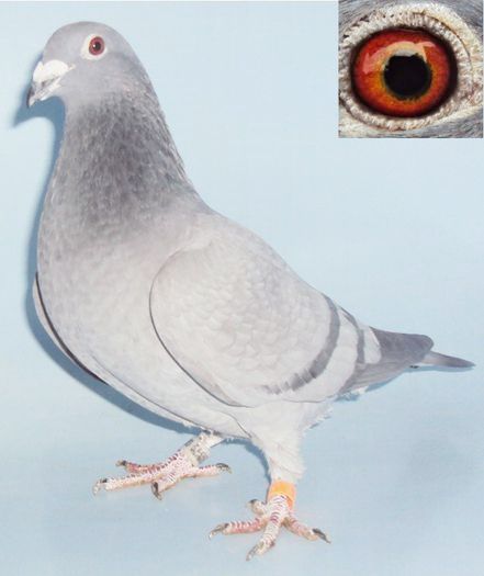 FEERY VAN LOO-VAN RIJN-KOOPMAN; TATA ;LOC 1 NAT VIT,LOC 1 NAT FOND 3 PCT SI LOC 1 NAT GENERAL PALMARES CU 25 PCT MAMA:DIRECT FEERY VAN LOO-FIICA PROMIS(ESTE SORA DE CUIB CU MAMA OLIMPICULUI LUI CHICHEANU)
