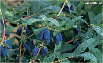 Honeyberry Lonicera kamtschatica Jolanta